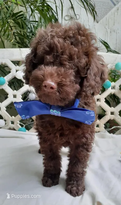 Blue – Poodle - Toy  puppy for sale in San Jose, CA