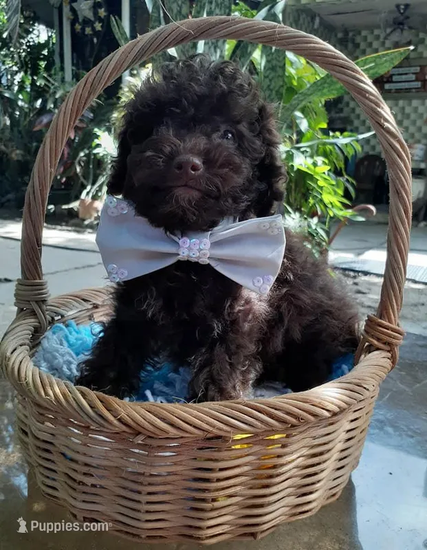 Silver – Poodle - Toy  puppy for sale in San Jose, CA