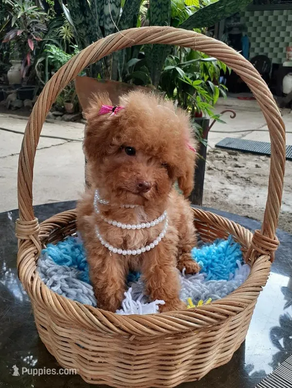 Gold – Poodle - Toy  puppy for sale in San Jose, CA