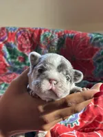 Puppy 1, a female French Bulldog for sale in Fort Mill, SC – 2 of 4