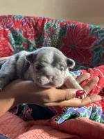 Puppy 1, a female French Bulldog for sale in Fort Mill, SC – 3 of 4