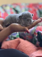 Puppy 2, a female French Bulldog for sale in Fort Mill, SC – 2 of 3