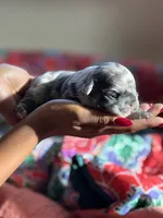 Puppy 3 , a female French Bulldog for sale in Fort Mill, SC – 2 of 4