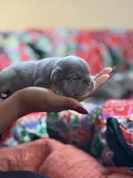 Puppy 2, a female French Bulldog for sale in Fort Mill, SC – 3 of 3