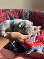 Puppy 1, a female French Bulldog for sale in Fort Mill, SC – 4 of 4