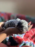 Puppy 3 , a female French Bulldog for sale in Fort Mill, SC – 3 of 4