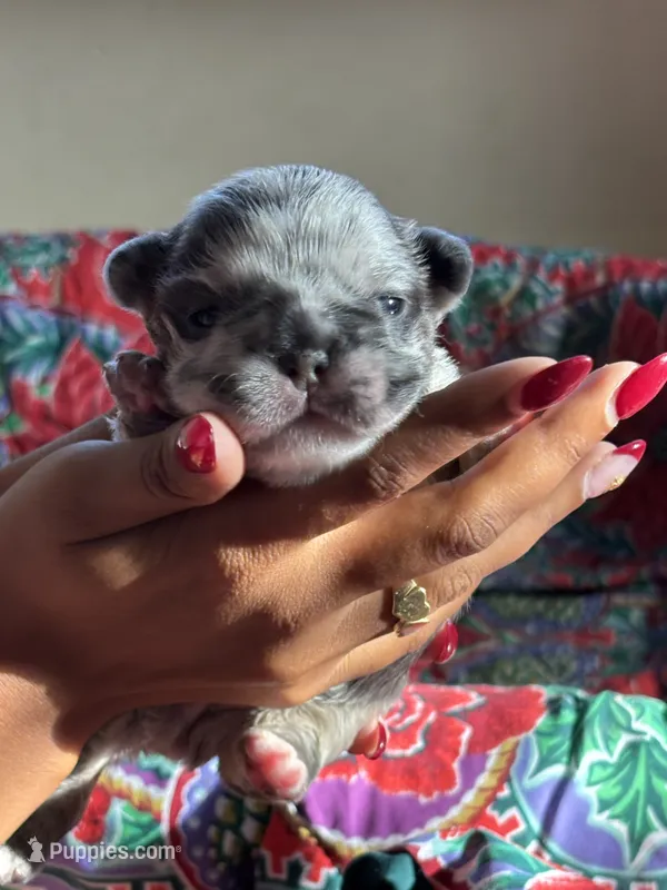 Puppy 3  – French Bulldog puppy for sale in Fort Mill, SC