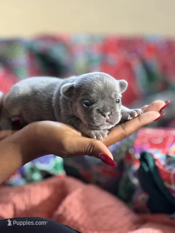Puppy 2 – French Bulldog puppy for sale in Fort Mill, SC