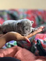 Puppy 2, a female French Bulldog for sale in Fort Mill, SC – 1 of 3