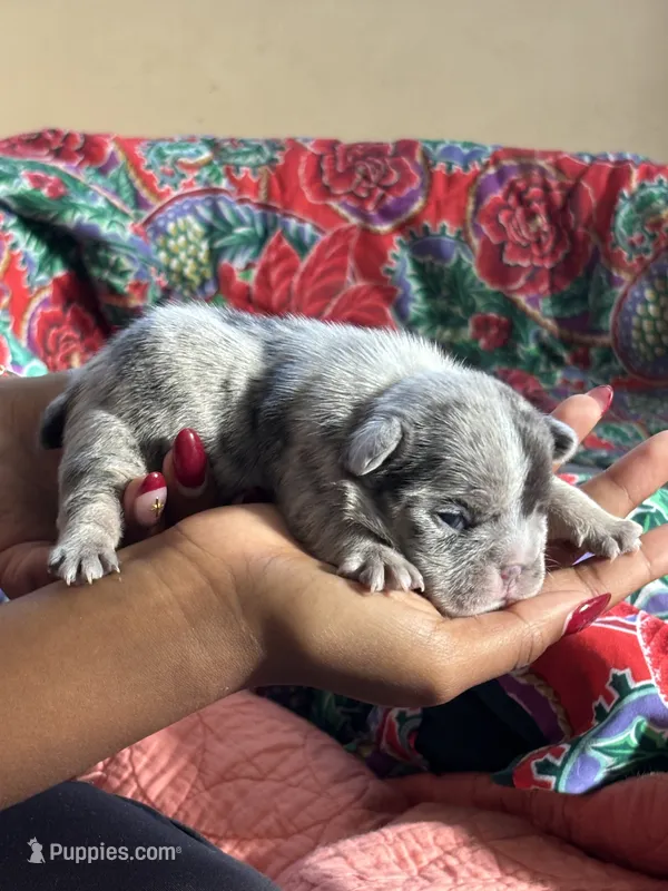 Puppy 1 – French Bulldog puppy for sale in Fort Mill, SC