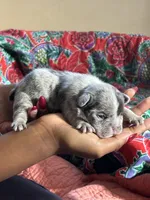 Puppy 1, a female French Bulldog for sale in Fort Mill, SC – 1 of 4
