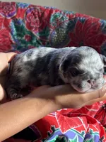 Puppy 3 , a female French Bulldog for sale in Fort Mill, SC – 4 of 4