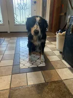 Millie, a female Australian Shepherd for sale in Lebanon, MO – Photo 1 of 3