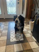 Millie, a female Australian Shepherd for sale in Lebanon, MO – Photo 2 of 3