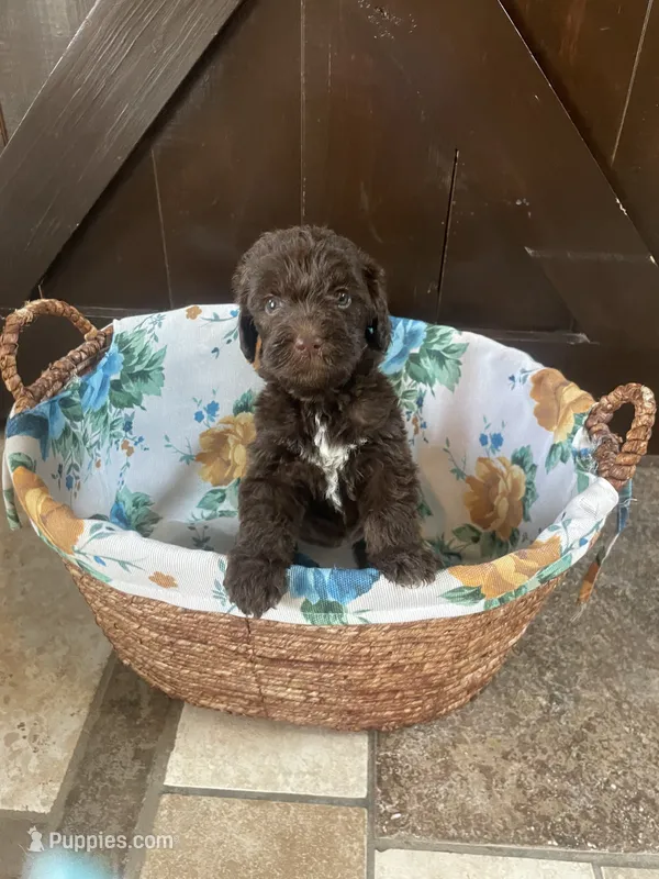 Hazel  – Labradoodle puppy for sale in Lebanon, MO