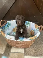 Hazel , a female Labradoodle for sale in Lebanon, MO – 3 of 4