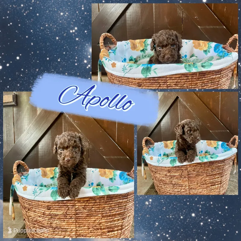 Apollo – Labradoodle puppy for sale in Lebanon, MO