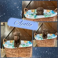 Apollo, a male Labradoodle for sale in Lebanon, MO – 1 of 1