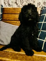 Buzz, a male Labradoodle for sale in Lebanon, MO – 3 of 10