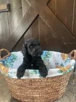 Milo, a male Labradoodle for sale in Lebanon, MO – 3 of 5