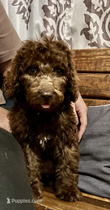 Apollo – Labradoodle puppy for sale in Lebanon, MO
