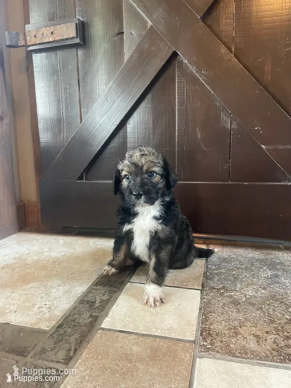 Eva – Aussiedoodle puppy for sale in Lebanon, MO