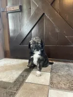 Eva, a female Aussiedoodle for sale in Lebanon, MO – 3 of 4