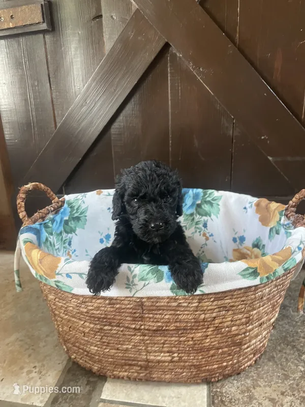 Milo – Labradoodle puppy for sale in Lebanon, MO
