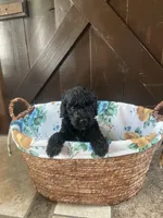 Milo, a male Labradoodle for sale in Lebanon, MO – 2 of 5
