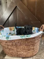 Buzz, a male Labradoodle for sale in Lebanon, MO – 5 of 5