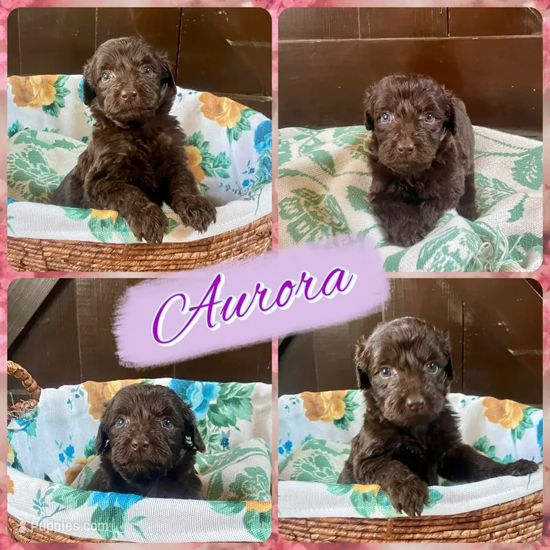 Aurora  – Labradoodle puppy for sale in Lebanon, MO