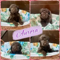 Aurora , a female Labradoodle for sale in Lebanon, MO – 1 of 5