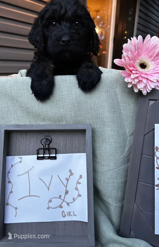 Ivy – Pyredoodle puppy for sale in Lebanon, MO