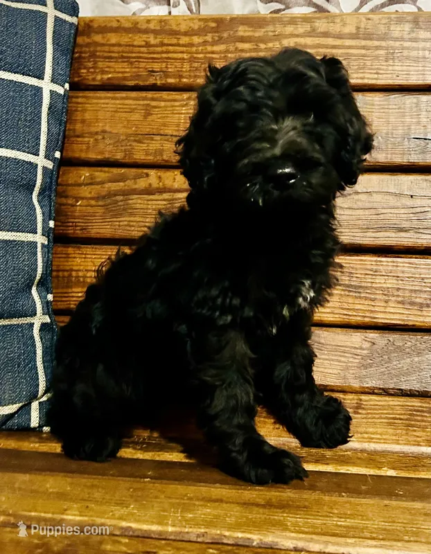 Milo – Labradoodle puppy for sale in Lebanon, MO