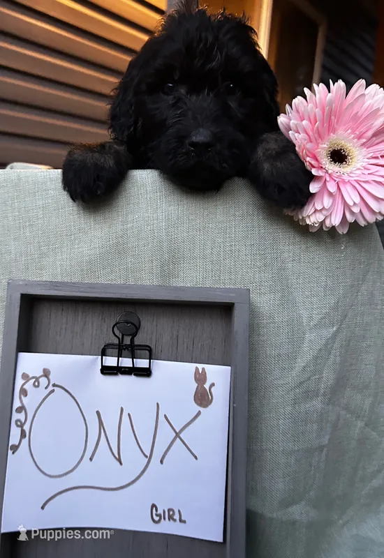 Onyx – Pyredoodle puppy for sale in Lebanon, MO