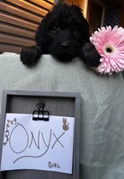 Onyx, a female Pyredoodle for sale in Lebanon, MO – 1 of 1