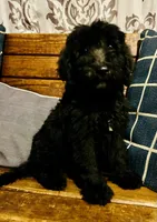 Buzz, a male Labradoodle for sale in Lebanon, MO – 7 of 10