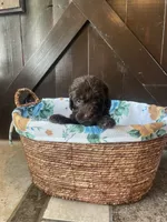 Hazel , a female Labradoodle for sale in Lebanon, MO – 2 of 4