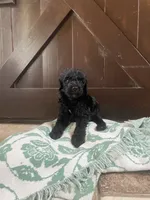 Milo, a male Labradoodle for sale in Lebanon, MO – 4 of 5