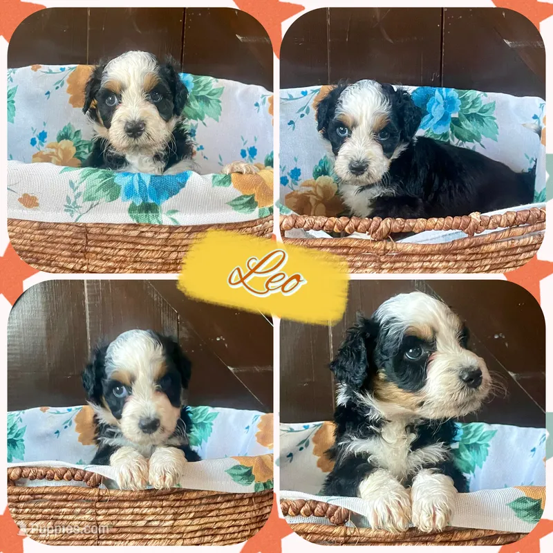 Leo – Aussiedoodle puppy for sale in Lebanon, MO