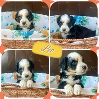 Leo, a male Aussiedoodle for sale in Lebanon, MO – 1 of 4