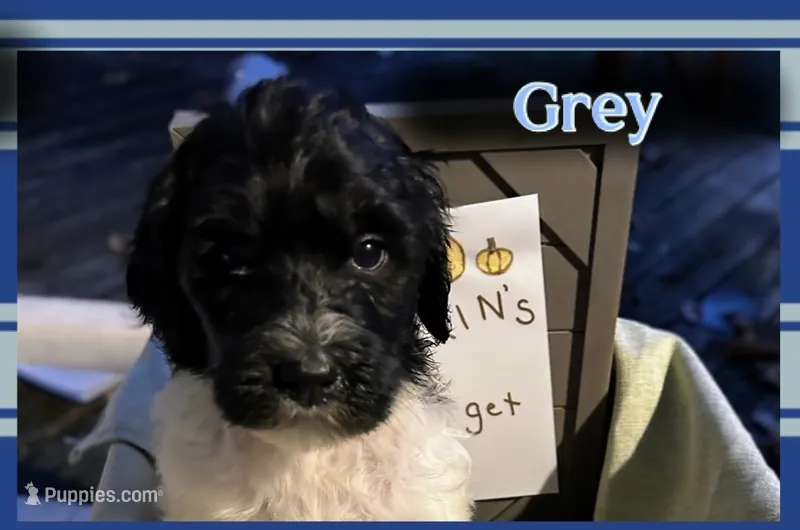 Grey – Pyredoodle puppy for sale in Lebanon, MO
