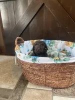 Aurora , a female Labradoodle for sale in Lebanon, MO – 4 of 5