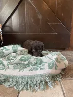 Amara, a female Labradoodle for sale in Lebanon, MO – 6 of 6