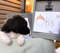 Otis, a male Pyredoodle for sale in Lebanon, MO – 2 of 2