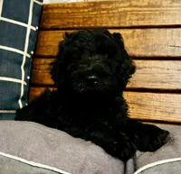 Milo, a male Labradoodle for sale in Lebanon, MO – 3 of 10