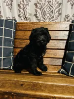 Milo, a male Labradoodle for sale in Lebanon, MO – 2 of 10