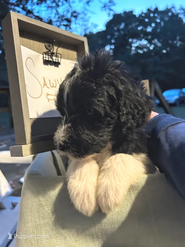 Sawyer – Pyredoodle puppy for sale in Lebanon, MO