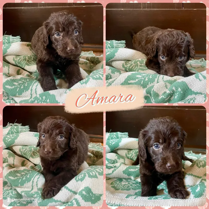 Amara – Labradoodle puppy for sale in Lebanon, MO