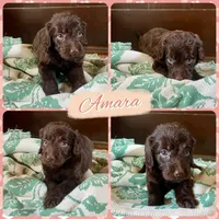 Amara, a female Labradoodle for sale in Lebanon, MO – 1 of 6